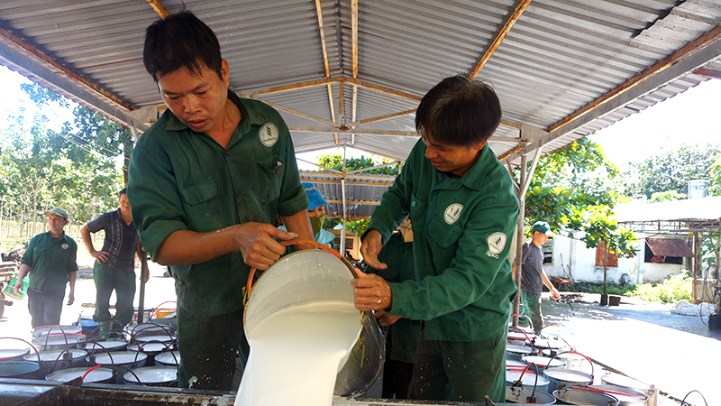Ngành cao-su hướng đến tăng trưởng xanh, bền vững